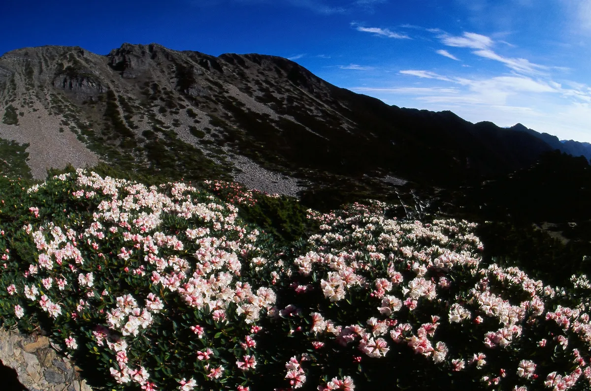 挑戰「滅絕電梯」假說預期  成大研究登上《Science》 